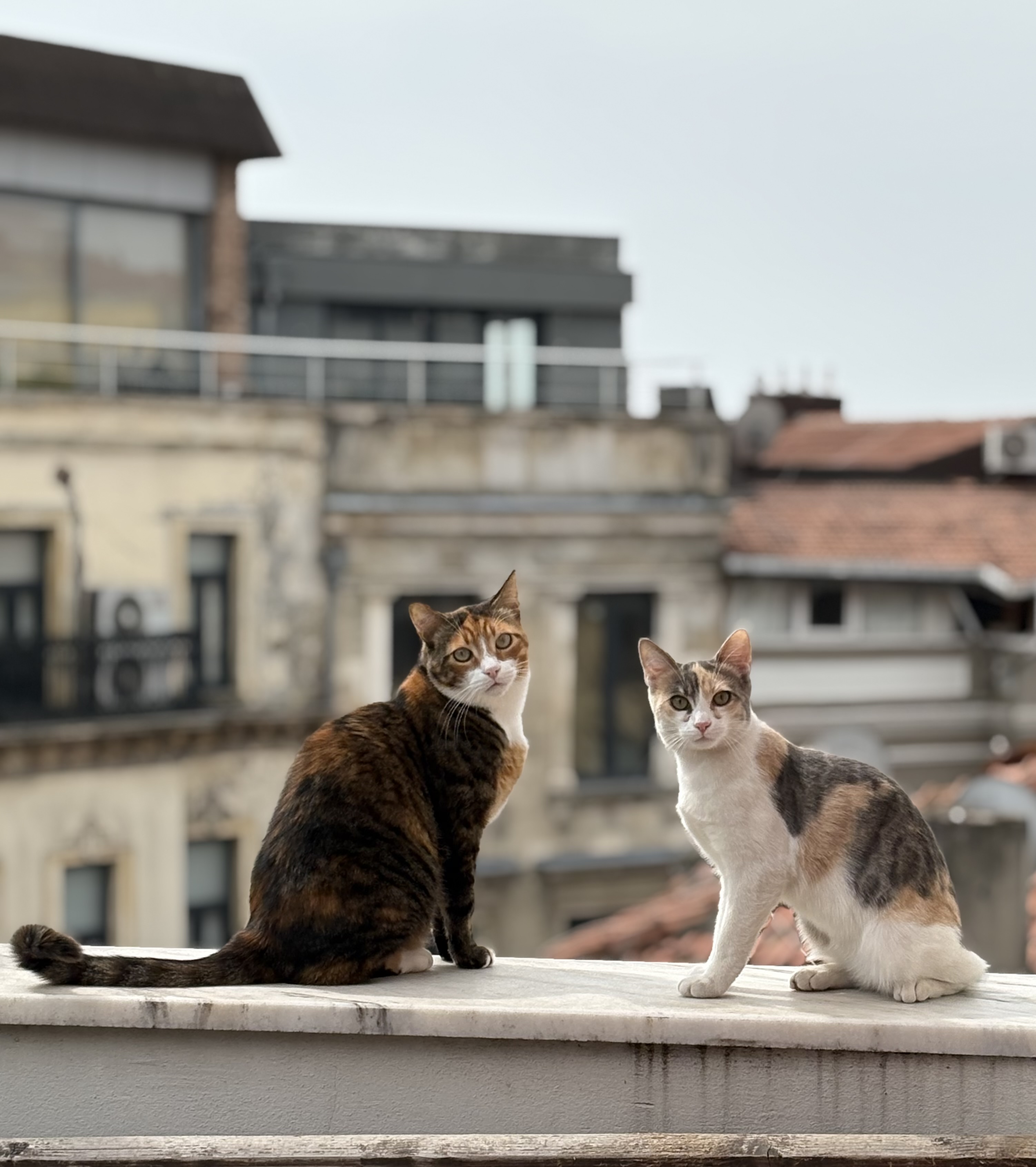 Çevriye and Müzeyyen, our office cats